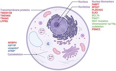 Latest updates on cellular and molecular biomarkers of gliomas